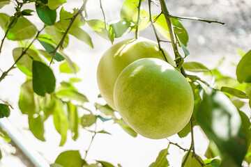 Pomelo fruit tree in the green garden, Agriculture Farming concept