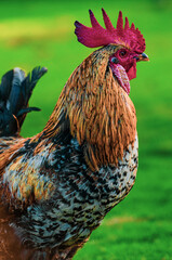 The rooster crows in the morning and raises its song in the henhouse.