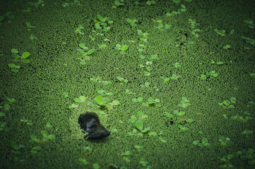 a lake full of water lilies, relaxation and tranquility