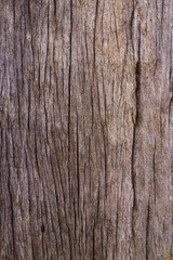 The trunk of a tree whose bark has been removed