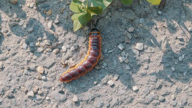 Crawling Larva Of A Goat Moth (Cossus Cossus) Towards Foliage During Summer. - Top-down Shot 