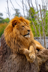 
 South African lion (Panthera leo krugeri)
relaxing in on the stone at ZOO
