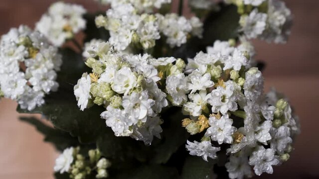 Spraying Water Mist On Blossoming White Flowers Of Kalanchoe Calandiva - close up