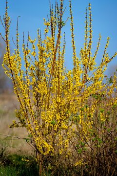 Forsythia - Forsythie (Forsythia &times; intermedia Zabel)