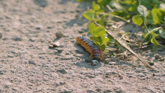Caterpillar Of A Goat Moth (Cossus Cossus) On A Sandy Ground. - Close Up