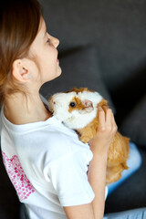 Fototapeta na wymiar Child playing with guinea pig, stay quarantine time kid home.