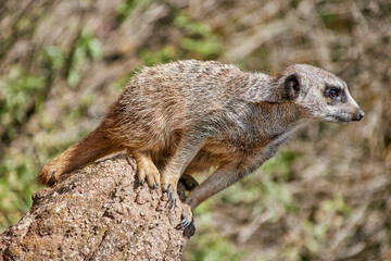 Fototapeta premium meerkat about to jump