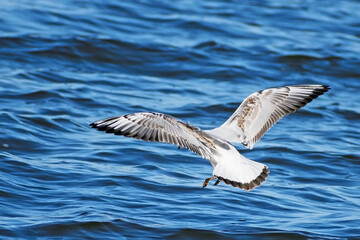 A river gull flies close to the surface of the water