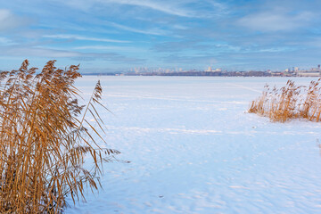 Coastal grass on the shore of a frozen pond on a clear winter day