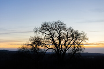 Obraz na płótnie Canvas A bare winter tree silhouette at sunset
