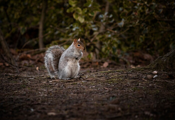 Squirrel in the park