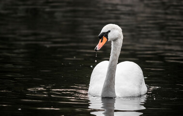 Swan swimming in a pond with water droplets falling from its beak