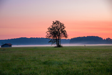 Fototapeta na wymiar landscape with tree silhouette in the morning,