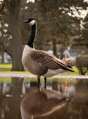 Goose standing in a puddle with a reflection in the park