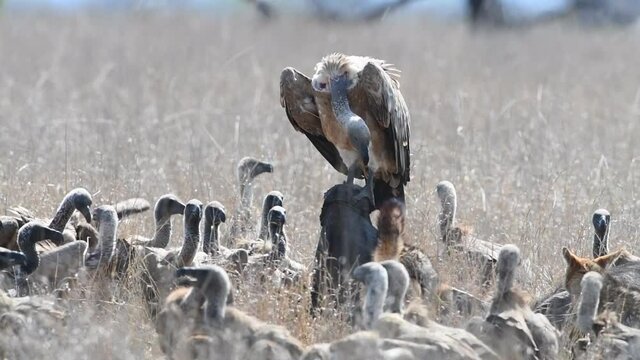 Wide shot of lots of white-backed vultures and black-backed jackals on a buffalo carcass in the dry long grass, Kruger National Park. 