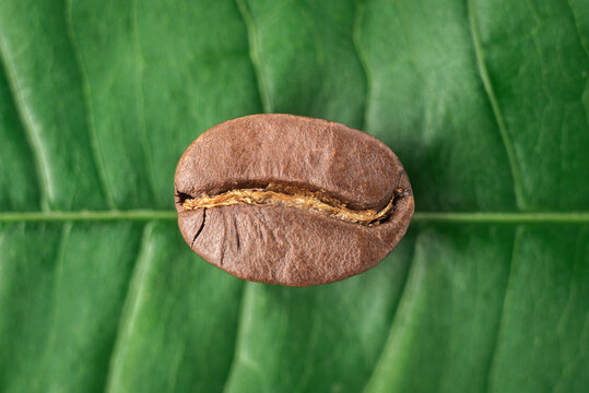 Detailed 1:1 macro photo from a georgeous golden brown roasted coffee bean on a green leaf background.
