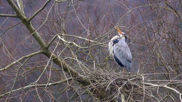 Adult Grey Heron (Ardea cinerea) renovating messy stick nest for upcoming breeding season, static shot.
