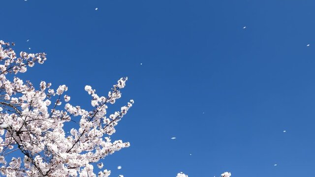 桜吹雪　