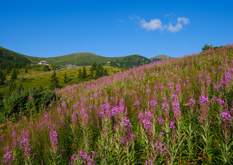 Fototapeta premium Pink blooming Sally and yellow hypericum flowers on summer mountain slope. In far - Pozhyzhevska weather and botanic stations (building was laid in 1901), Chornohora ridge, Carpathian, Ukraine.