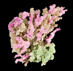 Coral isolated on black background