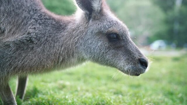Australian Juvenile Kangaroo Grazing On Lush Meadows During Daytime - Close Up, Slow Motion