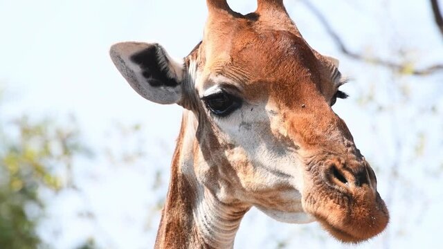 Extreme close-up of a giraffe's head while the animal is looking around, Kruger National Park. 