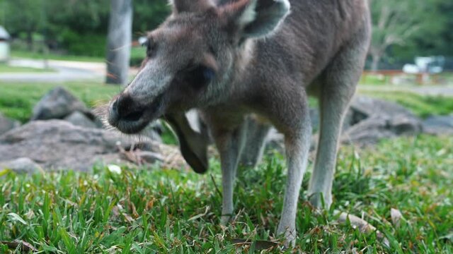 Australian Wallaby Scratching Its Face While Standing On Meadow Landscape. - Close Up