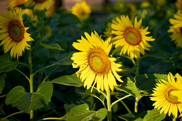Fresh Sunflower blooming in the morning sun shine with nature background in the garden, Thailand.