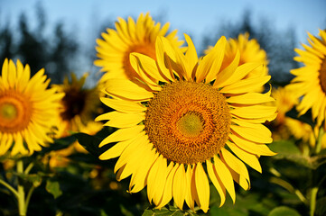 Fresh Sunflower blooming in the morning sun shine with nature background in the garden, Thailand.