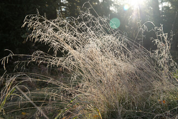 grass in the wind
