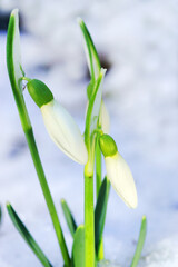 Snowdrops with snow in early spring, upright format