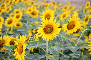 Fresh Sunflower blooming in the morning sun shine with nature background in the garden, Thailand.