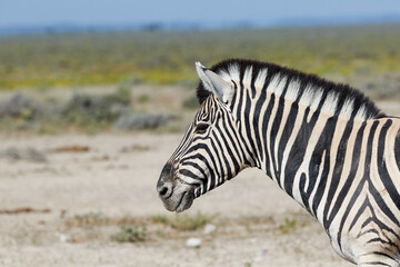 Fototapeta na wymiar Close-up of a zebra in Etosha