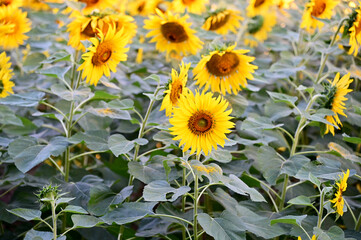 Obraz premium Fresh Sunflower blooming in the morning sun shine with nature background in the garden, Thailand.