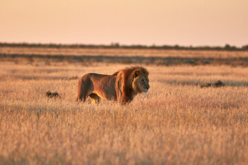 Lion walking in the grass during sunset - obrazy, fototapety, plakaty