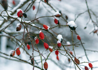 abstract tree branch patterns, snowy tree branches with red berries, beautiful winter texture, suitable for wallpaper