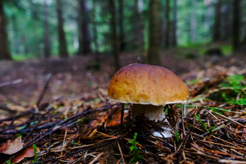 beautiful fresh mushroom with a brown head between needles in the forest floor