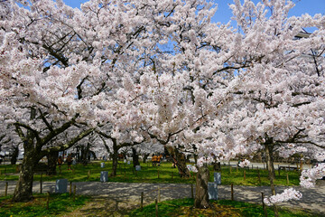 日本の春、鶴ヶ城桜まつり。会津若松、福島、日本。４月中旬。