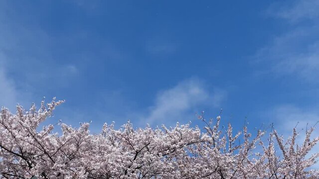 桜吹雪　