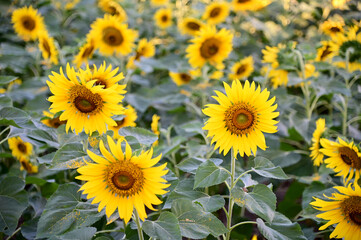 Obraz premium Fresh Sunflower blooming in the morning sun shine with nature background in the garden, Thailand.