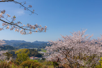 桜と青空