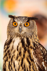Curious owl with orange eyes looking directly to the front