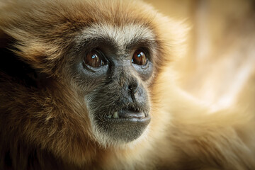 Close portrait of a curious monkey staring at some distant point