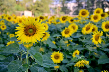 Fresh Sunflower blooming in the morning sun shine with nature background in the garden, Thailand.