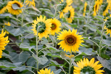 Fresh Sunflower blooming in the morning sun shine with nature background in the garden, Thailand.