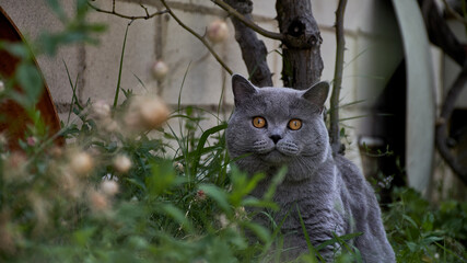 Gato mirando directamentre a la cámara