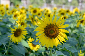 Fresh Sunflower blooming in the morning sun shine with nature background in the garden, Thailand.