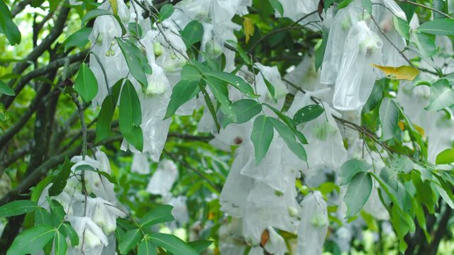 Close up shot of growing watery rose apples on tree during daytime. Fruits are shrouded by plastic bags for protection against insects and pests.Out of focus changed to in focus.