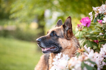 German Shepherd Dog hide in spring flowers