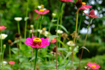 Wild pinky flower blossom in the spring